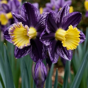 Нарцисс Акропоис купить по цене от 382р. в интернет-магазине «Посадика» с доставкой почтой в в Корочае и по всей России – [изображение №1].