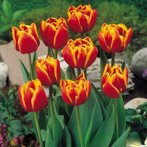 Тюльпан Блэк Фаер купить по цене от 275р. в интернет-магазине «Посадика» с доставкой почтой в в Корочае и по всей России – [изображение №1].