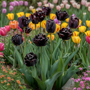 Тюльпан махровый Рейдинс Дарк купить по цене от 230р. в интернет-магазине «Посадика» с доставкой почтой в в Корочае и по всей России – [изображение №1].