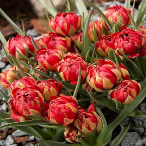 Тюльпан Ап Пинк купить по цене от 390р. в интернет-магазине «Посадика» с доставкой почтой в в Корочае и по всей России – [изображение №1].