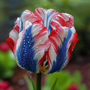 Тюльпан Ремс Сенсейшн купить по цене от 219р. в интернет-магазине «Посадика» с доставкой почтой в в Корочае и по всей России – [изображение №1].