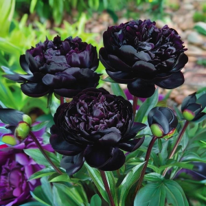 Пион Королевский Бархат купить по цене от 419р. в интернет-магазине «Посадика» с доставкой почтой в в Корочае и по всей России – [изображение №1].