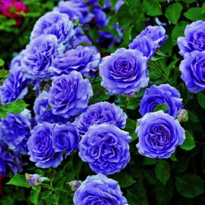 Роза Блю Мун купить по цене от 450р. в интернет-магазине «Посадика» с доставкой почтой в в Корочае и по всей России – [изображение №1].