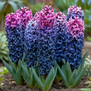 Гиацинт Блю Спринг купить по цене от 2099р. в интернет-магазине «Посадика» с доставкой почтой в в Корочае и по всей России – [изображение №1].