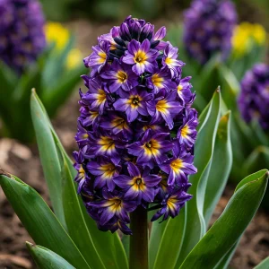 Гиацинт Вельвет Колор купить по цене от 2099р. в интернет-магазине «Посадика» с доставкой почтой в в Корочае и по всей России – [изображение №1].