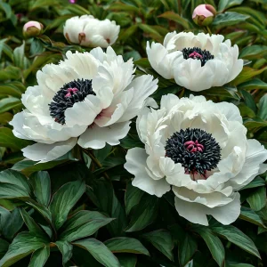 Пион Инк Эн купить по цене от 429р. в интернет-магазине «Посадика» с доставкой почтой в в Корочае и по всей России – [изображение №1].