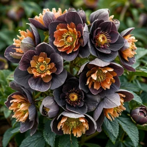 Морозник Блум Айс купить по цене от 499р. в интернет-магазине «Посадика» с доставкой почтой в в Корочае и по всей России – [изображение №1].