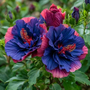 Гибискус Роуз Шайн купить по цене от 360р. в интернет-магазине «Посадика» с доставкой почтой в в Корочае и по всей России – [изображение №1].