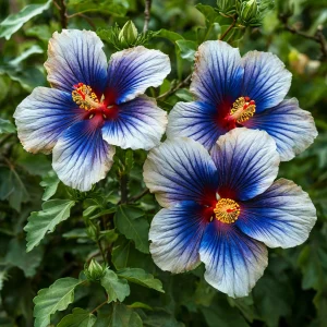 Гибискус Илюжн Вилью купить по цене от 259р. в интернет-магазине «Посадика» с доставкой почтой в в Корочае и по всей России – [изображение №1].