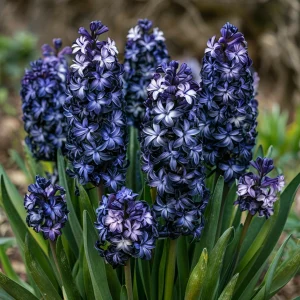 Гиацинт Блум Клауд купить по цене от 2099р. в интернет-магазине «Посадика» с доставкой почтой в в Корочае и по всей России – [изображение №1].