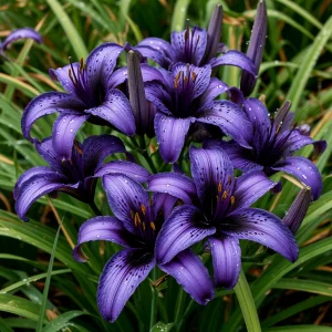 Лилейник Блю Айрис купить по цене от 324р. в интернет-магазине «Посадика» с доставкой почтой в в Корочае и по всей России – [изображение №1].