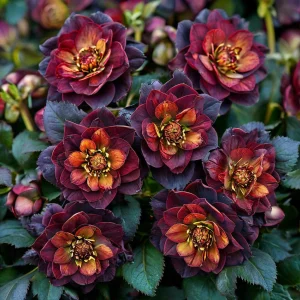 Морозник Сноу Дроп купить по цене от 348р. в интернет-магазине «Посадика» с доставкой почтой в в Корочае и по всей России – [изображение №1].