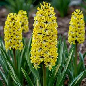 Гиацинт Сансет Голд купить по цене от 2099р. в интернет-магазине «Посадика» с доставкой почтой в в Корочае и по всей России – [изображение №1].