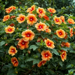 Гибискус Кристал Рэй купить по цене от 458р. в интернет-магазине «Посадика» с доставкой почтой в в Корочае и по всей России – [изображение №1].