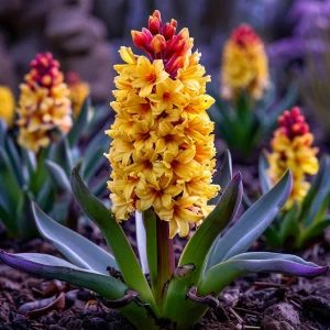 Гиацинт Миднайт Мистери купить по цене от 2099р. в интернет-магазине «Посадика» с доставкой почтой в в Корочае и по всей России – [изображение №1].