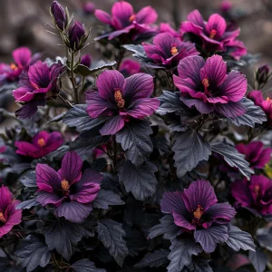 Гибискус Корал Чарм купить по цене от 271р. в интернет-магазине «Посадика» с доставкой почтой в в Корочае и по всей России – [изображение №1].