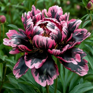 Пион Дроп Руби купить по цене от 469р. в интернет-магазине «Посадика» с доставкой почтой в в Корочае и по всей России – [изображение №1].