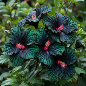 Гибискус Пикок Плюм купить по цене от 490р. в интернет-магазине «Посадика» с доставкой почтой в в Корочае и по всей России – [изображение №1].