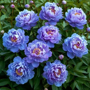 Пион Голубой лотос купить по цене от 590р. в интернет-магазине «Посадика» с доставкой почтой в в Корочае и по всей России – [изображение №1].