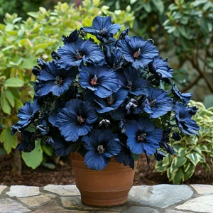 Гибискус Селестиал Флейм купить по цене от 326р. в интернет-магазине «Посадика» с доставкой почтой в в Корочае и по всей России – [изображение №1].