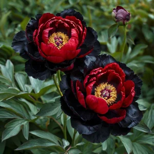 Пион Эбеновый Рубин купить по цене от 419р. в интернет-магазине «Посадика» с доставкой почтой в в Корочае и по всей России – [изображение №1].
