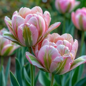 Тюльпан Аврора Принцес купить по цене от 345р. в интернет-магазине «Посадика» с доставкой почтой в в Корочае и по всей России – [изображение №1].