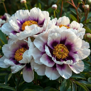 Пион Эко Саммер купить по цене от 548р. в интернет-магазине «Посадика» с доставкой почтой в в Корочае и по всей России – [изображение №1].