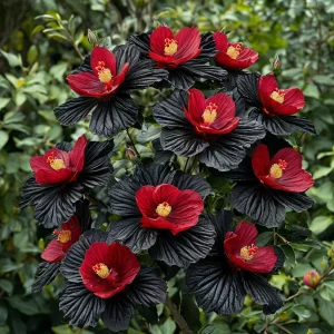 Гибискус Ройял Афеа купить по цене от 460р. в интернет-магазине «Посадика» с доставкой почтой в в Корочае и по всей России – [изображение №1].