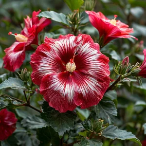 Гибискус Пурпл Мистик купить по цене от 360р. в интернет-магазине «Посадика» с доставкой почтой в в Корочае и по всей России – [изображение №1].