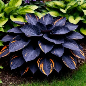 Хоста Умбра купить по цене от 349р. в интернет-магазине «Посадика» с доставкой почтой в в Корочае и по всей России – [изображение №1].