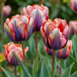 Тюльпан Эбисан Грэйс купить по цене от 217р. в интернет-магазине «Посадика» с доставкой почтой в в Корочае и по всей России – [изображение №1].