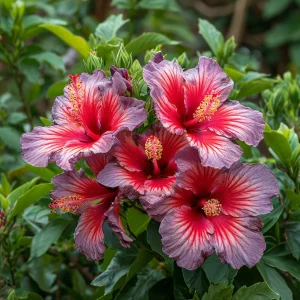 Гибискус Кримсон Флейм купить по цене от 479р. в интернет-магазине «Посадика» с доставкой почтой в в Корочае и по всей России – [изображение №1].