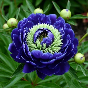 Пион Дримвивер купить по цене от 417р. в интернет-магазине «Посадика» с доставкой почтой в в Корочае и по всей России – [изображение №1].