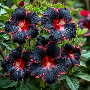 Гибискус садовый Файер Дэнсер купить по цене от 450р. в интернет-магазине «Посадика» с доставкой почтой в в Корочае и по всей России – [изображение №1].