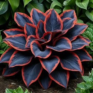 Хоста Солнечный Агат купить по цене от 440р. в интернет-магазине «Посадика» с доставкой почтой в в Корочае и по всей России – [изображение №1].