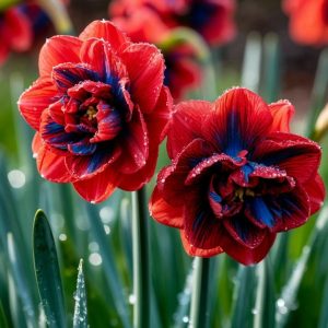 Нарцисс Эрличе купить по цене от 386р. в интернет-магазине «Посадика» с доставкой почтой в в Корочае и по всей России – [изображение №1].