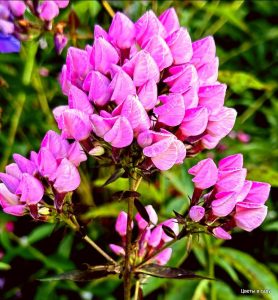 Флокс Бутоник купить по цене от 461р. в интернет-магазине «Посадика» с доставкой почтой в в Корочае и по всей России – [изображение №1].