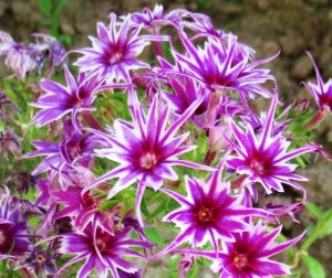 Флокс Звездное Кружево купить по цене от 361р. в интернет-магазине «Посадика» с доставкой почтой в в Корочае и по всей России – [изображение №1].