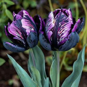 Тюльпан Блэк Каньон купить по цене от 305р. в интернет-магазине «Посадика» с доставкой почтой в в Корочае и по всей России – [изображение №1].