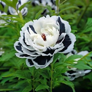 Пион Монохромный Шик купить по цене от 429р. в интернет-магазине «Посадика» с доставкой почтой в в Корочае и по всей России – [изображение №1].