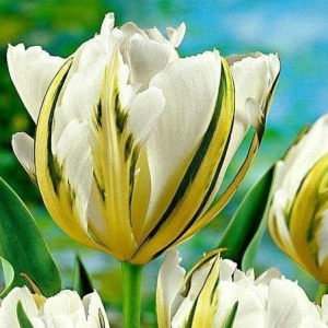 Тюльпан Экзотик Пуруссима купить по цене от 305р. в интернет-магазине «Посадика» с доставкой почтой в в Корочае и по всей России – [изображение №1].