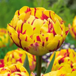 Тюльпан махровый Голден Ницц купить по цене от 361р. в интернет-магазине «Посадика» с доставкой почтой в в Корочае и по всей России – [изображение №1].