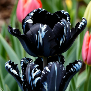 Тюльпан Шелк Нуар купить по цене от 219р. в интернет-магазине «Посадика» с доставкой почтой в в Корочае и по всей России – [изображение №1].