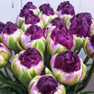 Тюльпан Анаконда купить по цене от 450р. в интернет-магазине «Посадика» с доставкой почтой в в Корочае и по всей России – [изображение №1].