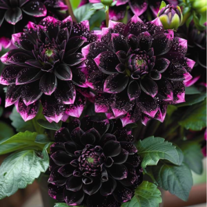 Георгин Лаванда Лейс купить по цене от 679р. в интернет-магазине «Посадика» с доставкой почтой в в Корочае и по всей России – [изображение №1].