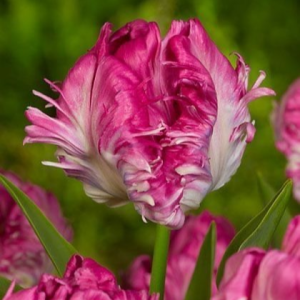 Тюльпан махровый Кул Кристал купить по цене от 400р. в интернет-магазине «Посадика» с доставкой почтой в в Корочае и по всей России – [изображение №1].