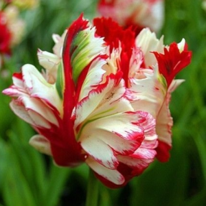 Тюльпан Эстелла Рижнвельд купить по цене от 500р. в интернет-магазине «Посадика» с доставкой почтой в в Корочае и по всей России – [изображение №1].