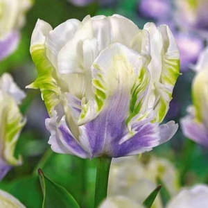 Тюльпан Уайт Лизарт купить по цене от 360р. в интернет-магазине «Посадика» с доставкой почтой в в Корочае и по всей России – [изображение №1].