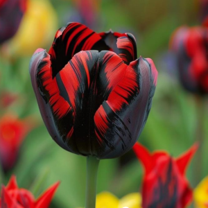 Тюльпан Блэк Перрот купить по цене от 351р. в интернет-магазине «Посадика» с доставкой почтой в в Корочае и по всей России – [изображение №1].