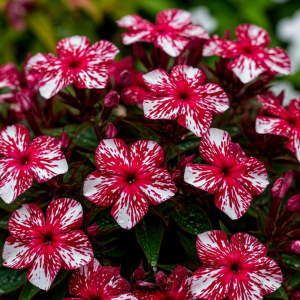 Флокс Ливер Гриммер купить по цене от 590р. в интернет-магазине «Посадика» с доставкой почтой в в Корочае и по всей России – [изображение №1].